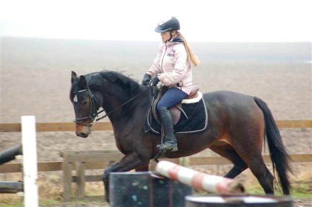 Dansk Varmblod remember me by friis billede 18