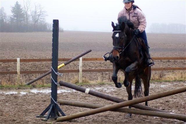 Dansk Varmblod remember me by friis billede 19