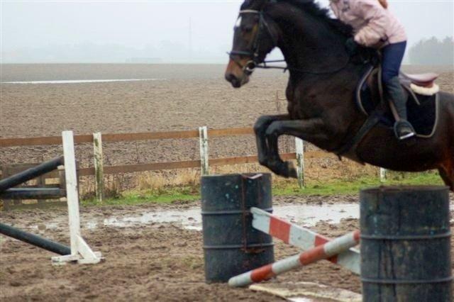 Dansk Varmblod remember me by friis billede 20