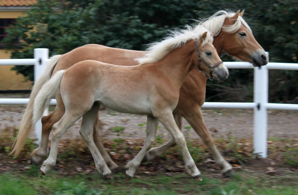 Tyroler Haflinger Winchester af Hestehaven - ca 4-6 mdr billede 9