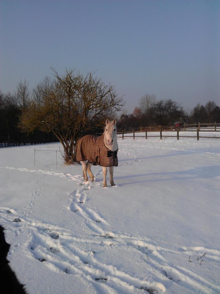 Arabisk fuldblod (OX) Mr M - Prinsen. billede 4
