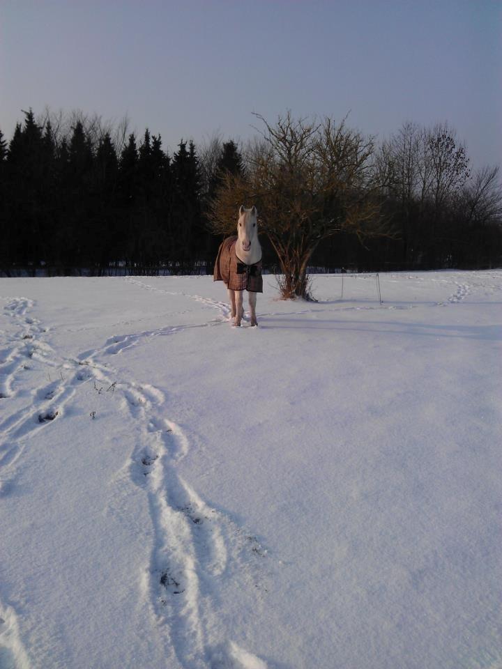 Arabisk fuldblod (OX) Mr M - Prinsen. billede 5