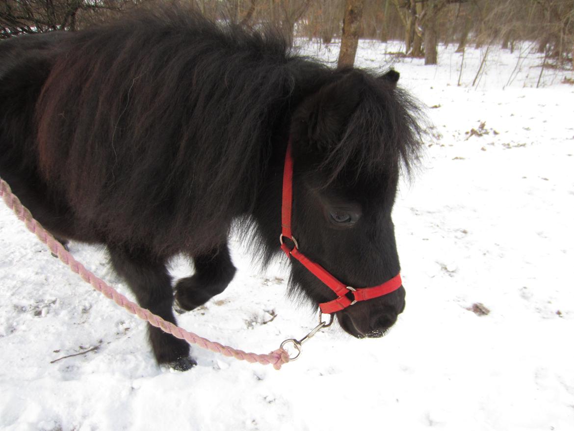 Shetlænder Mejse [Tidl. Passer] billede 17