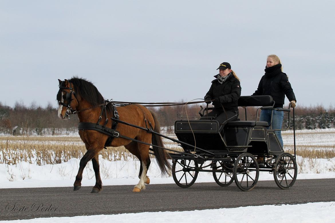Welsh Mountain (sec A) Møllegydens pontiac - D. 20. jan. 2013: Kun 5. gang for vogn. Så dygtig lille Pony. billede 18