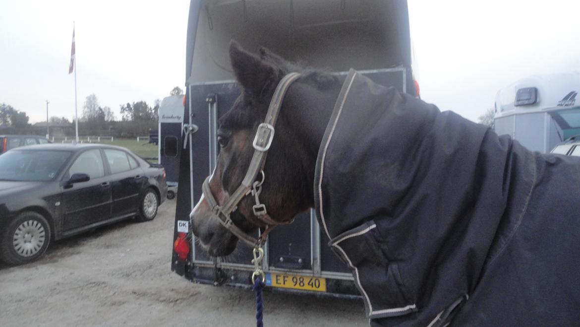 DSP Ringo - Inden vores sidste stævne sammen, 28 Dec 2012 billede 19