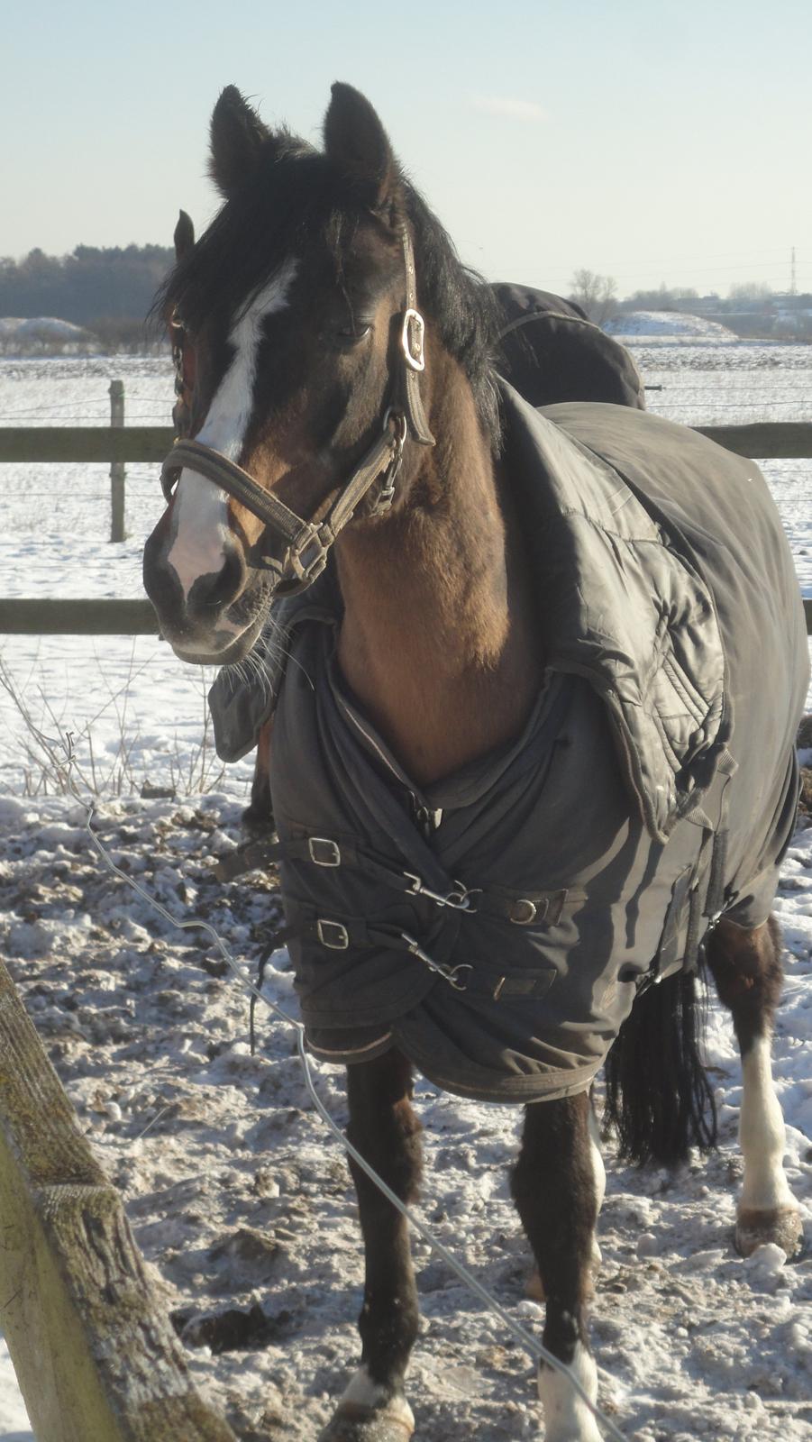 DSP Ringo - Ringo på fold, 20 Jan 2013 billede 20