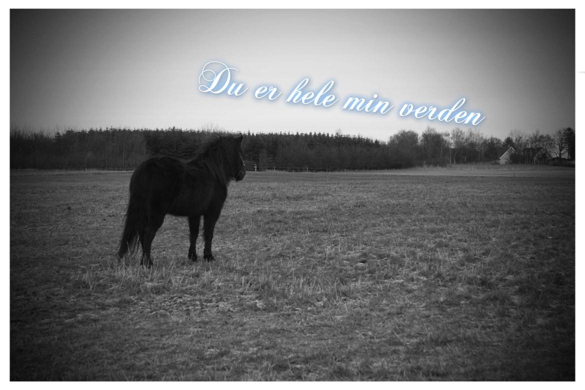 Anden særlig race Wesselhoff´s Nala <3 Solgt og savnet <3 - Du er hele min verden.
d.28/12-2012 (billed taget af mig) billede 1