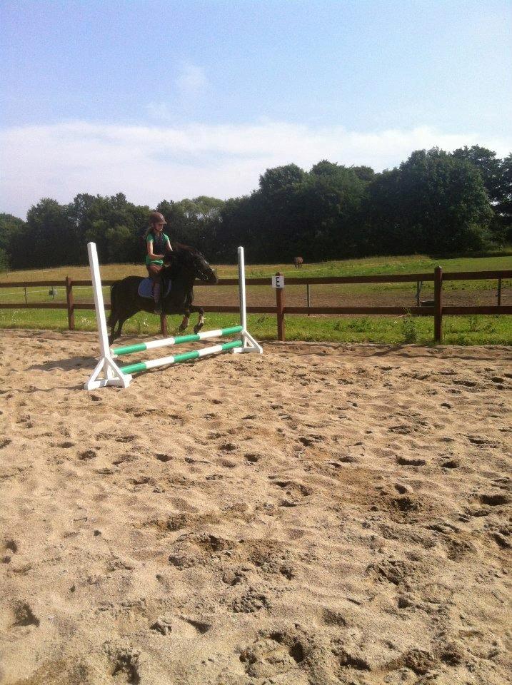 Anden særlig race Wesselhoff´s Nala <3 Solgt og savnet <3 - ridelejer 2012  billede 11