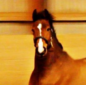 Holstener Ca-Reim billede 1