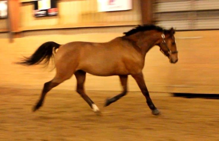 Holstener Ca-Reim billede 2