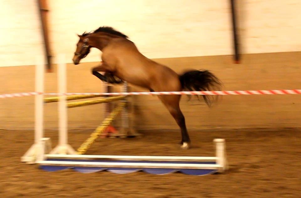 Holstener Ca-Reim billede 3