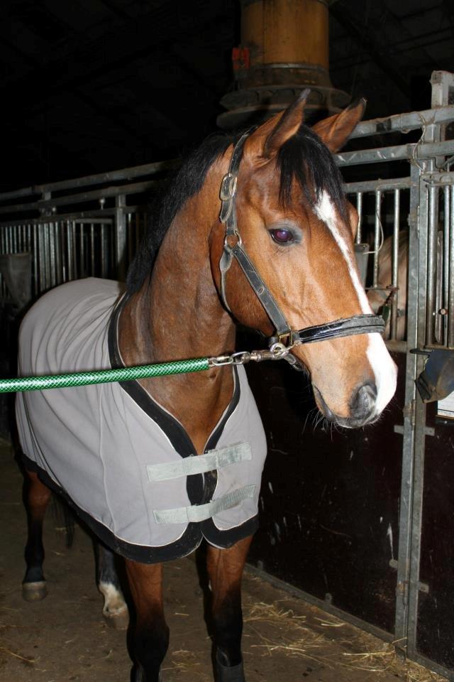 Holstener Ca-Reim billede 4