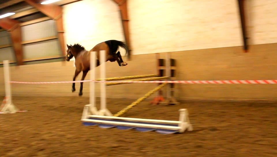 Holstener Ca-Reim billede 5