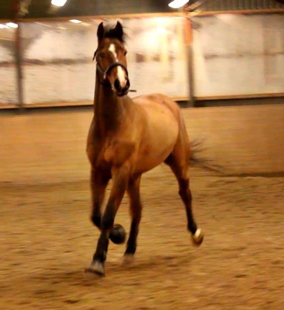 Holstener Ca-Reim billede 6