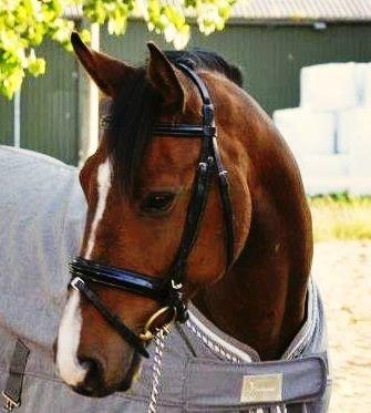 Holstener Ca-Reim billede 7