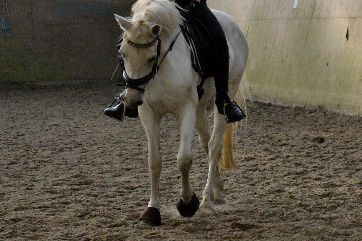 Connemara Vimmelgårdens Coco <3 billede 21