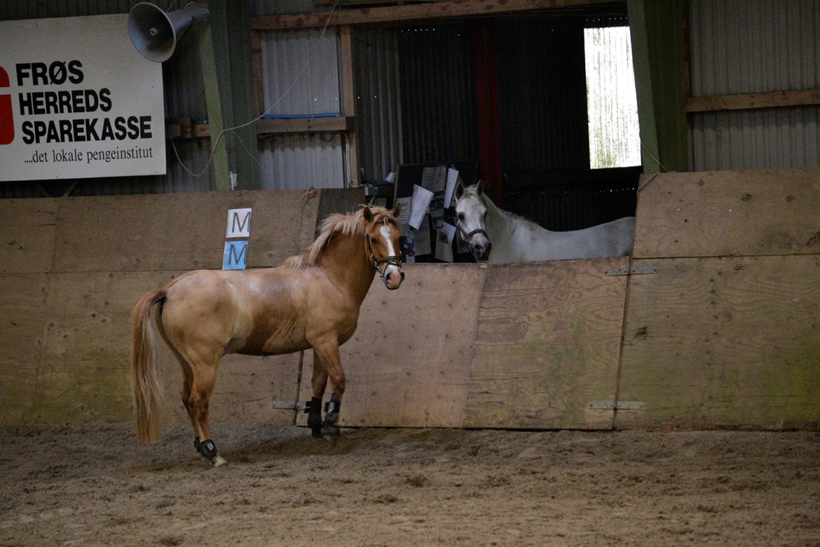 Connemara Vimmelgårdens Coco <3 - Coco med hendes bedste ven Buuuster! billede 22