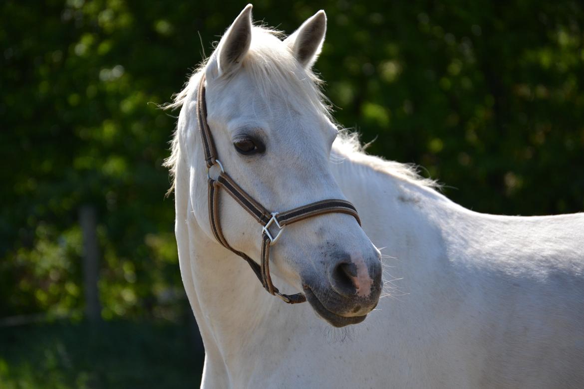 Connemara Vimmelgårdens Coco <3 billede 7