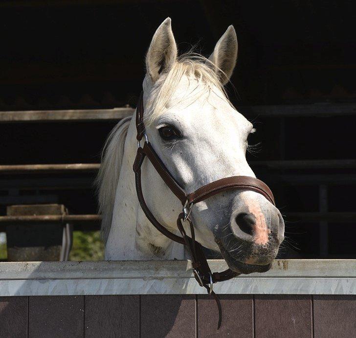 Connemara Vimmelgårdens Coco <3 - Verdens bedste !<3  billede 10