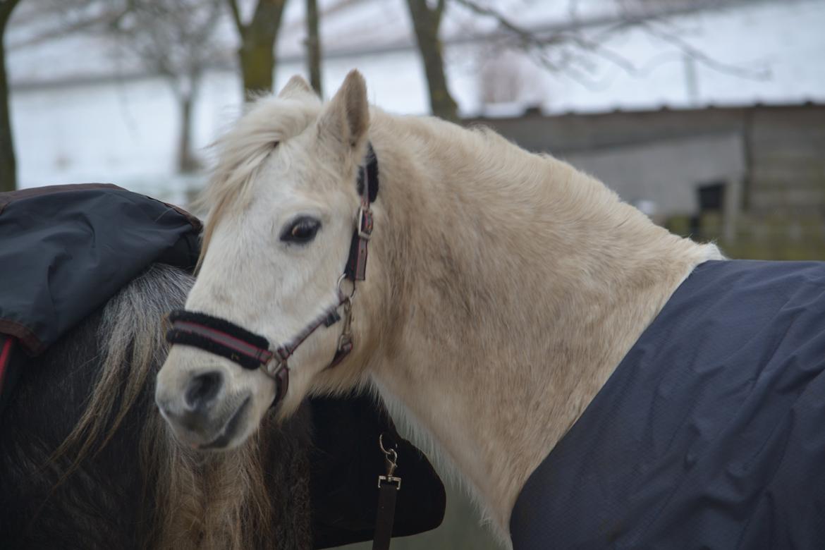 Welsh Pony (sec B) Prinssez of beauty queen <3 billede 6