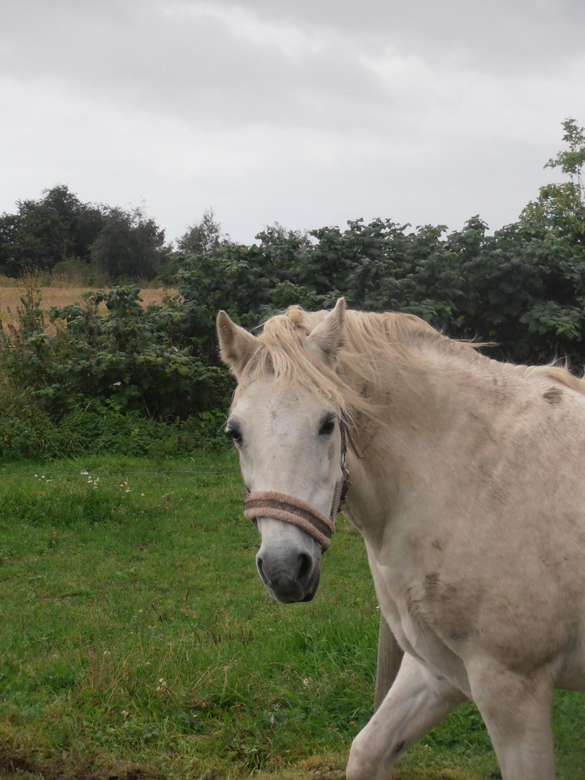 Welsh Pony (sec B) Prinssez of beauty queen <3 billede 10