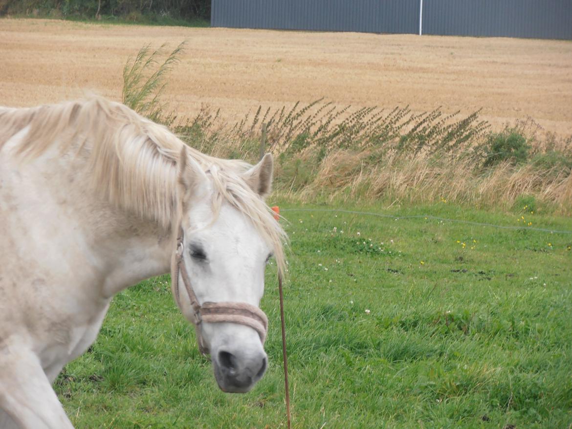 Welsh Pony (sec B) Prinssez of beauty queen <3 billede 13