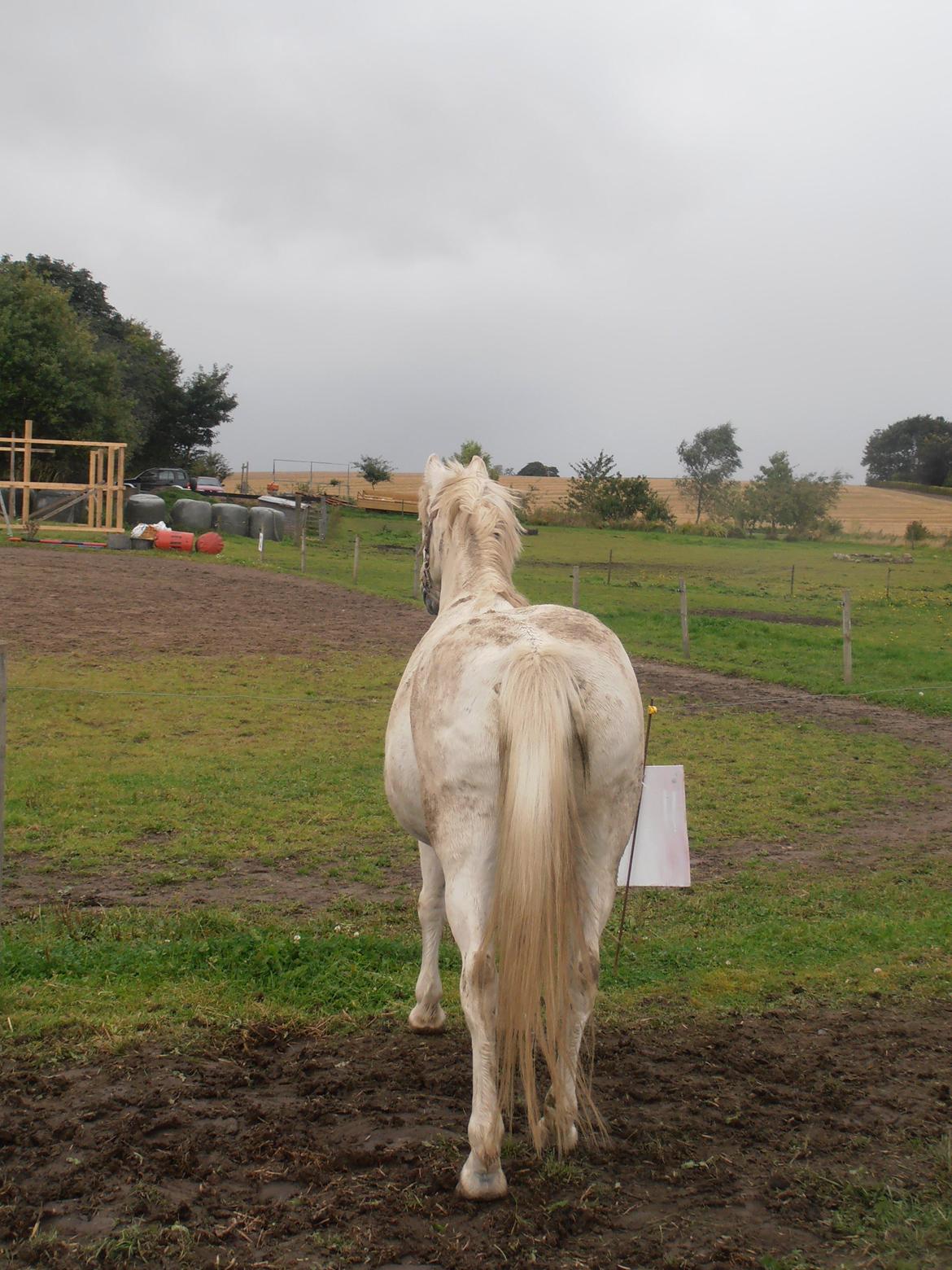 Welsh Pony (sec B) Prinssez of beauty queen <3 billede 11