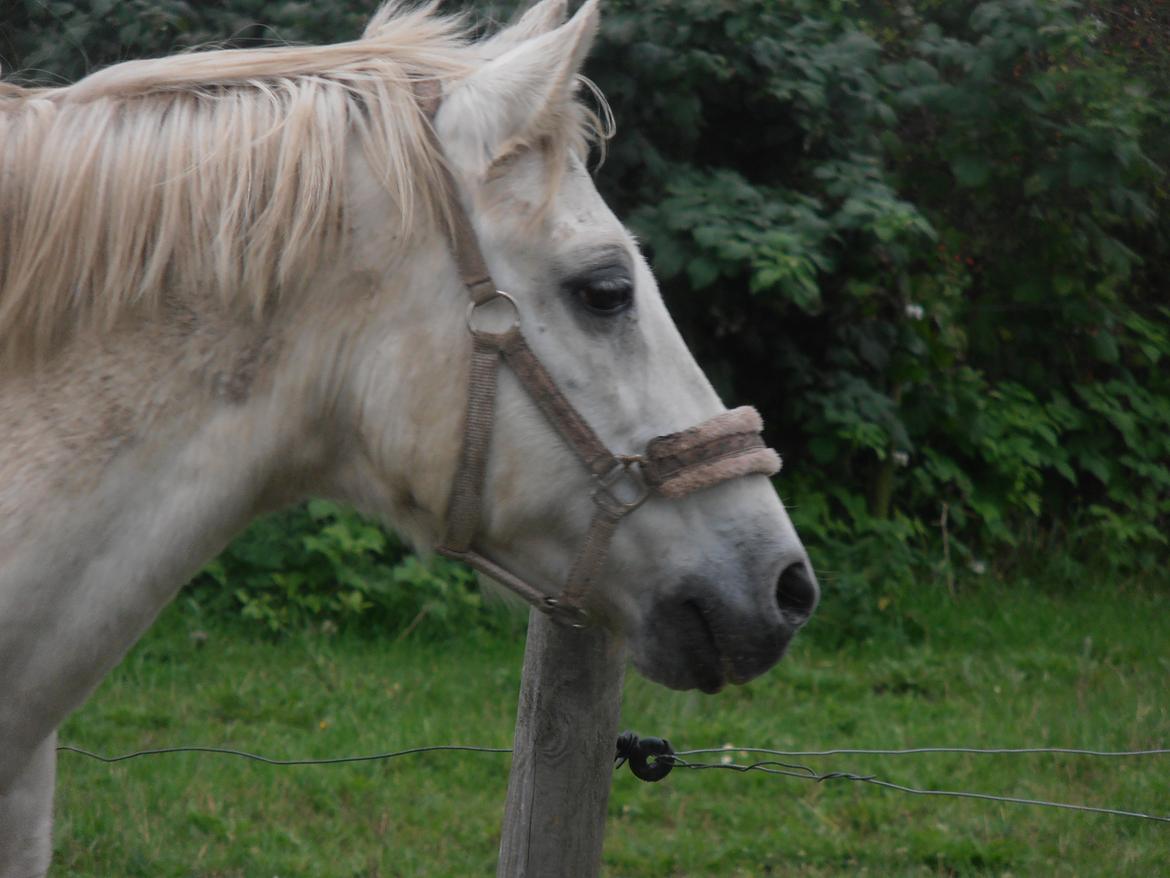 Welsh Pony (sec B) Prinssez of beauty queen <3 billede 15