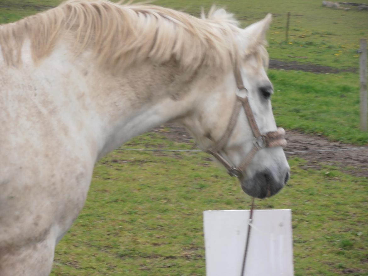 Welsh Pony (sec B) Prinssez of beauty queen <3 billede 16