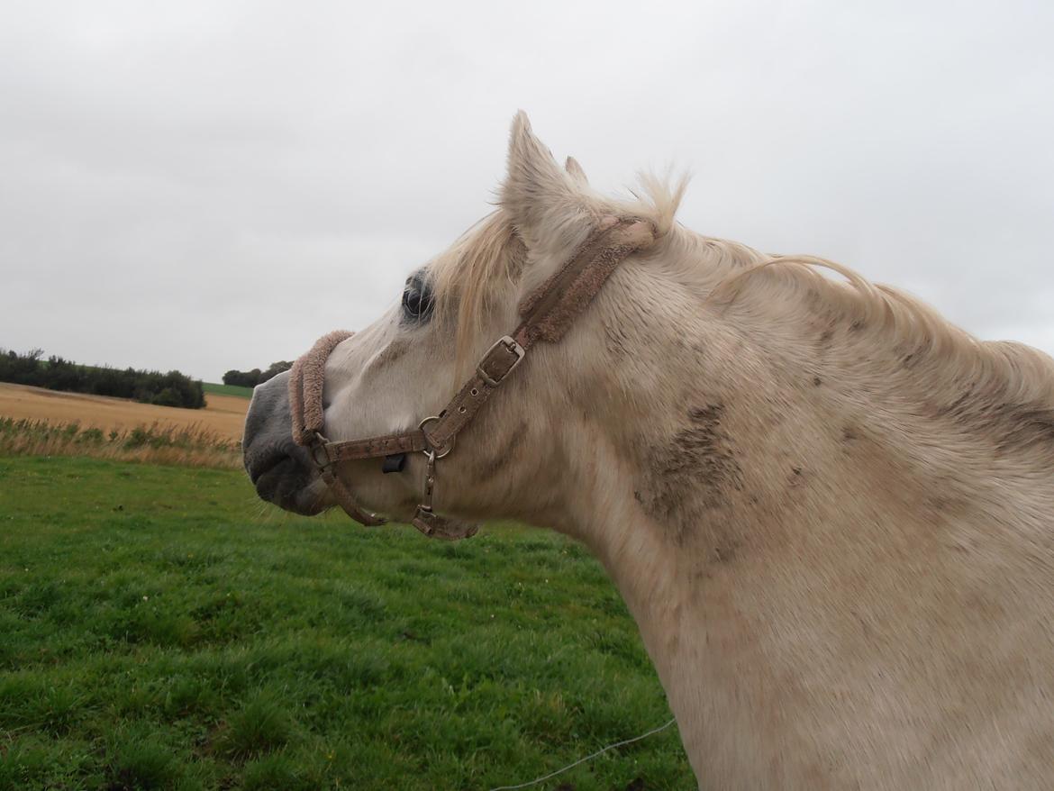 Welsh Pony (sec B) Prinssez of beauty queen <3 billede 17