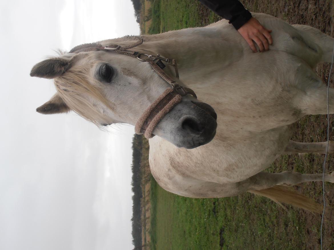 Welsh Pony (sec B) Prinssez of beauty queen <3 billede 18