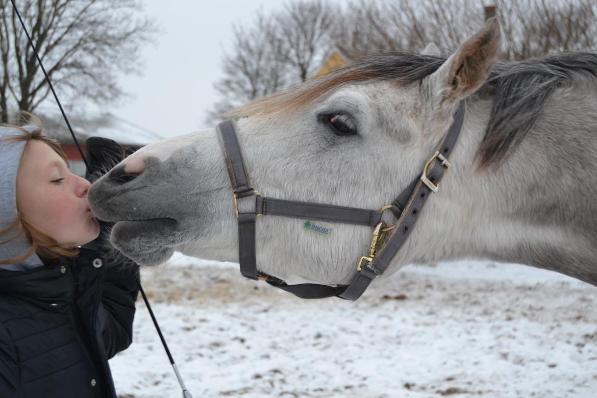 Arabisk fuldblod (OX) Fahrouk (Min bedste ven) - Et lille vinter kys<3 billede 2