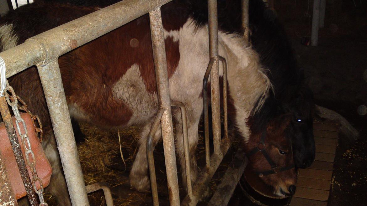 Irish Cob Crossbreed noah høghøj solgt billede 1