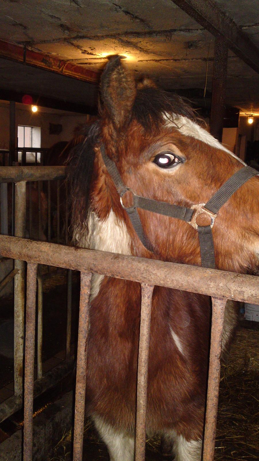 Irish Cob Crossbreed noah høghøj solgt billede 2