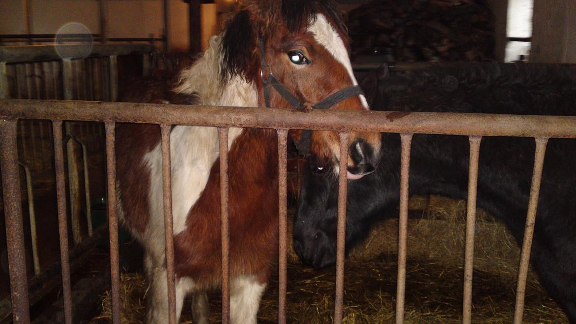 Irish Cob Crossbreed noah høghøj solgt billede 3