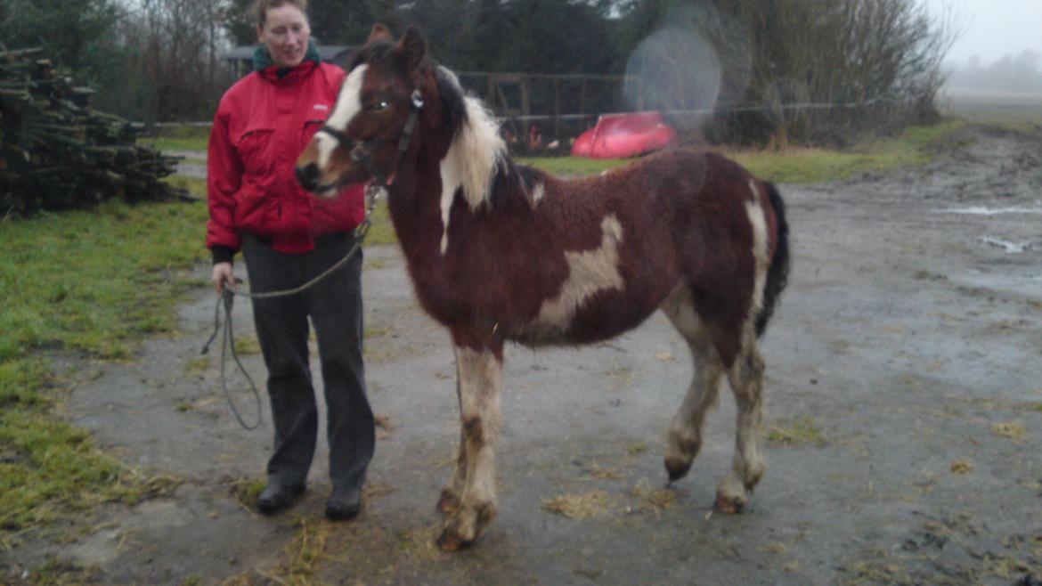 Irish Cob Crossbreed noah høghøj solgt billede 6