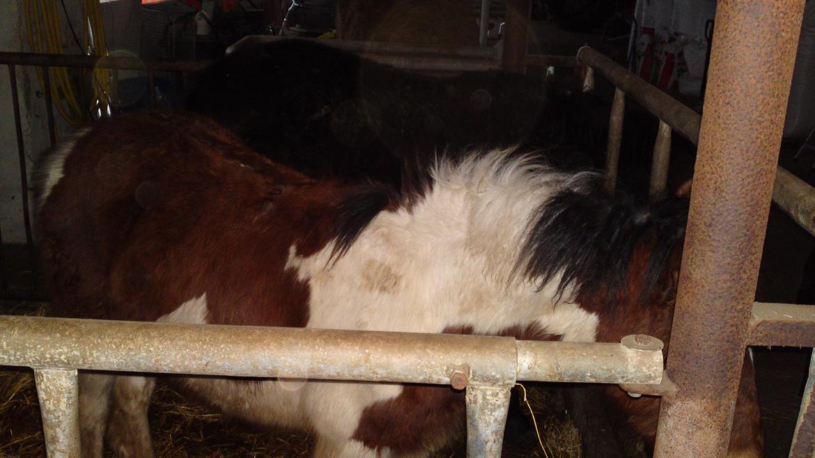 Irish Cob Crossbreed noah høghøj solgt billede 7