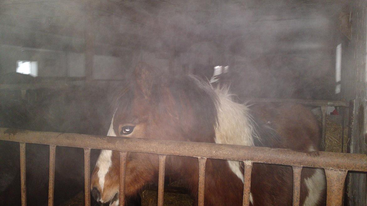 Irish Cob Crossbreed noah høghøj solgt billede 9