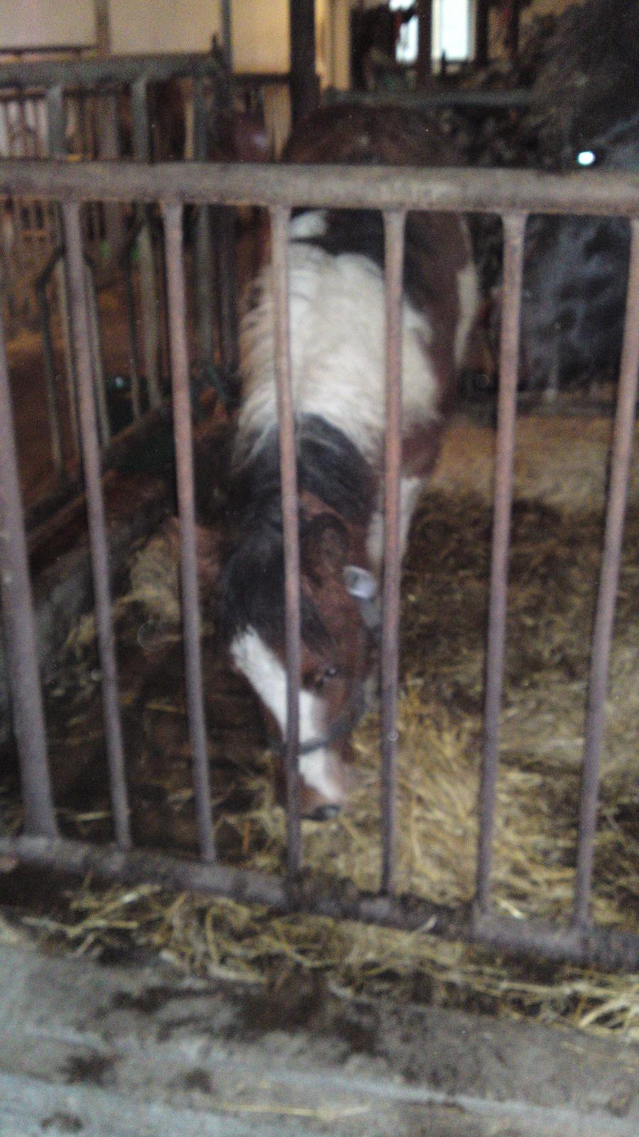 Irish Cob Crossbreed noah høghøj solgt billede 4