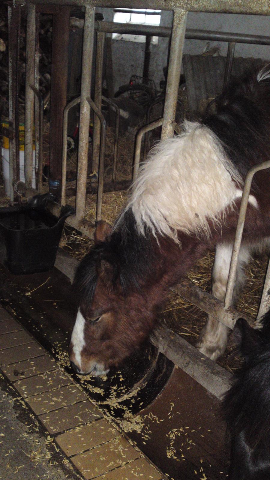 Irish Cob Crossbreed noah høghøj solgt billede 11