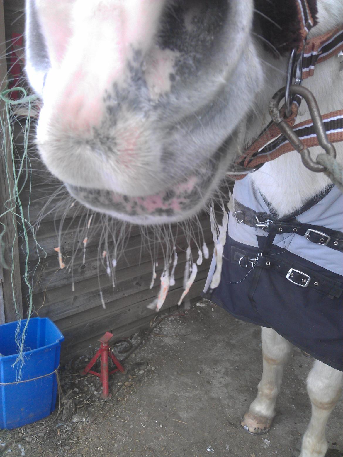 Arabisk fuldblod (OX) Mr M - Prinsen. - Istapper i mule hårene = meget koldt! billede 6