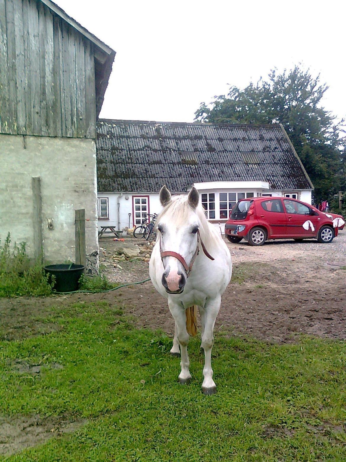 Welsh Pony (sec B) Zafir - Zafir på fold ved vores gamle stald billede 8