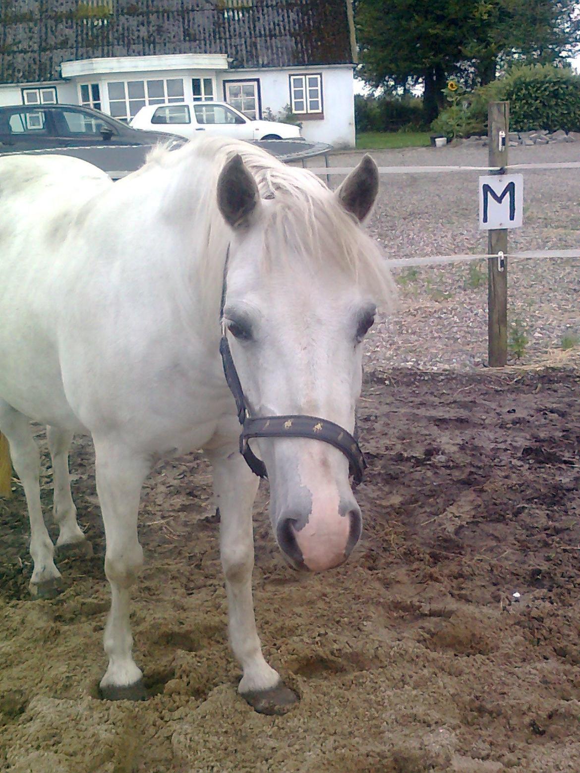 Welsh Pony (sec B) Zafir - Zafir er på ridebane. billede 14