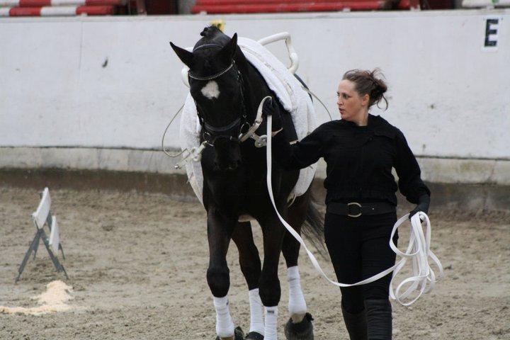 Holstener Fantaghiro' *solgt* - Ghiro til voltigestævne i Varde 2011 billede 17