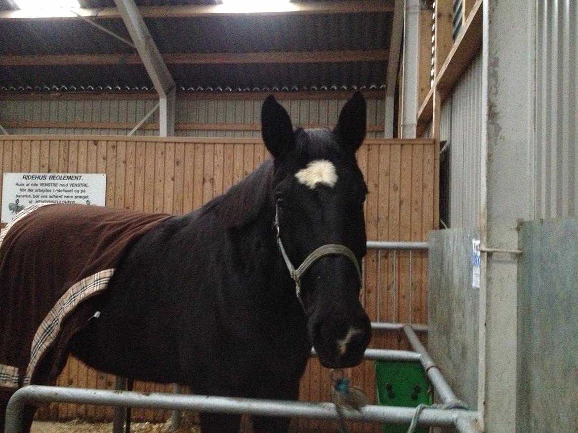 Holstener Fantaghiro' *solgt* - Ghiro, januar 2013 billede 18