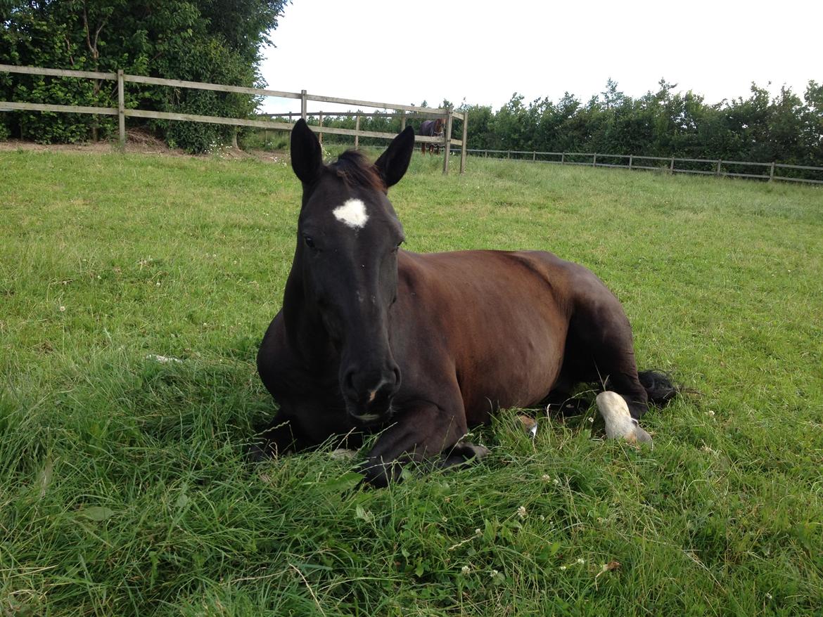 Holstener Fantaghiro' *solgt* - Ghiro, sommeren 2012 billede 19