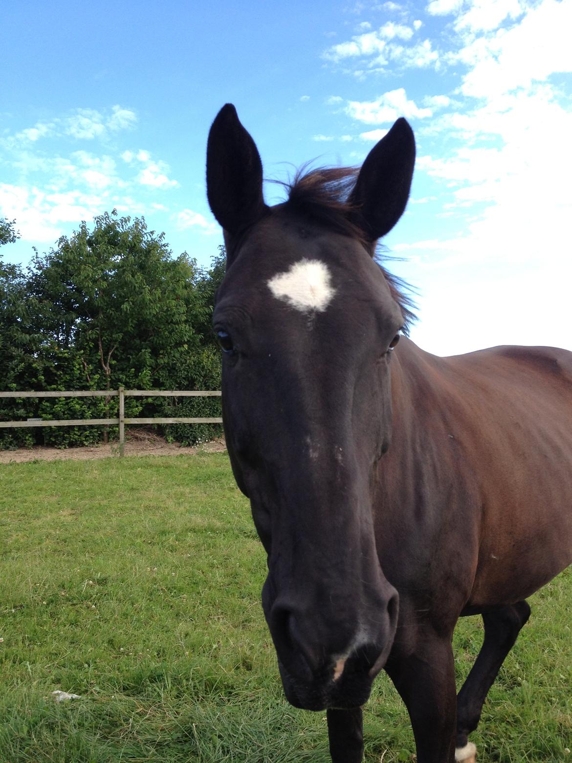 Holstener Fantaghiro' *solgt* - Ghiro, sommeren 2012 billede 20