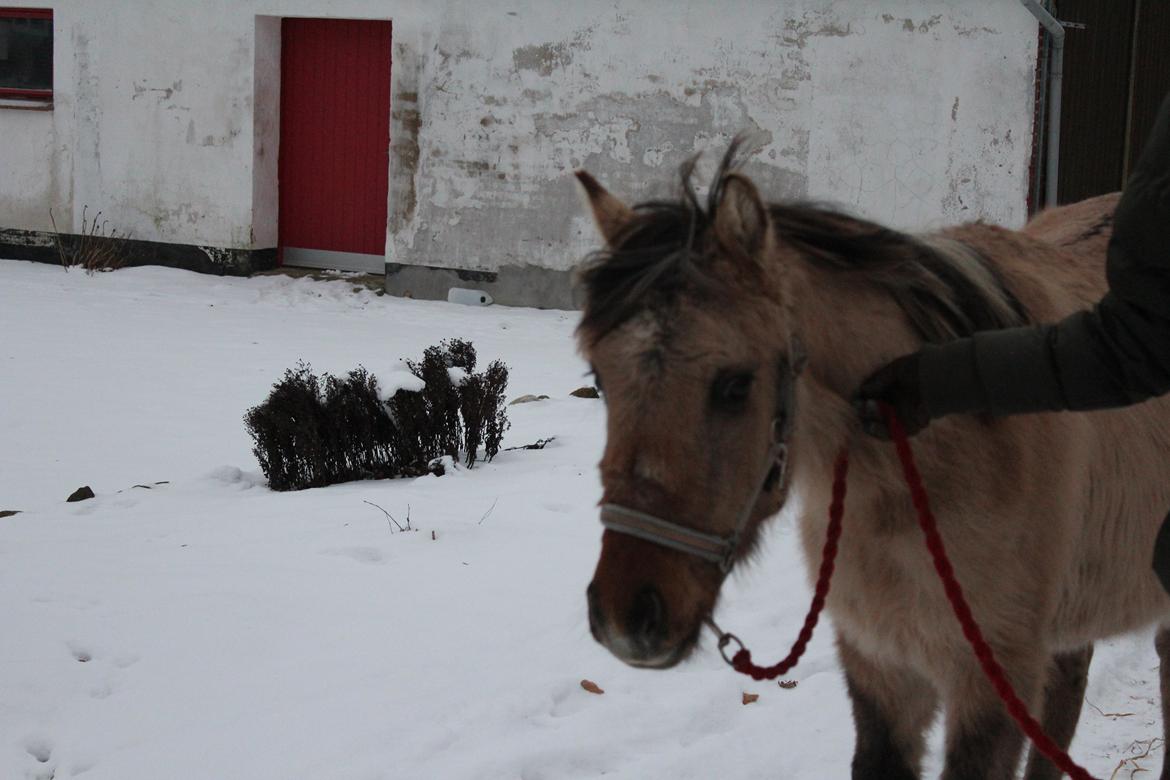 Anden særlig race El bendito R.I.P. billede 18