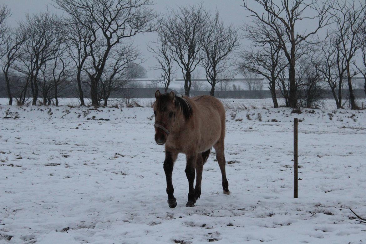 Anden særlig race El bendito R.I.P. billede 19