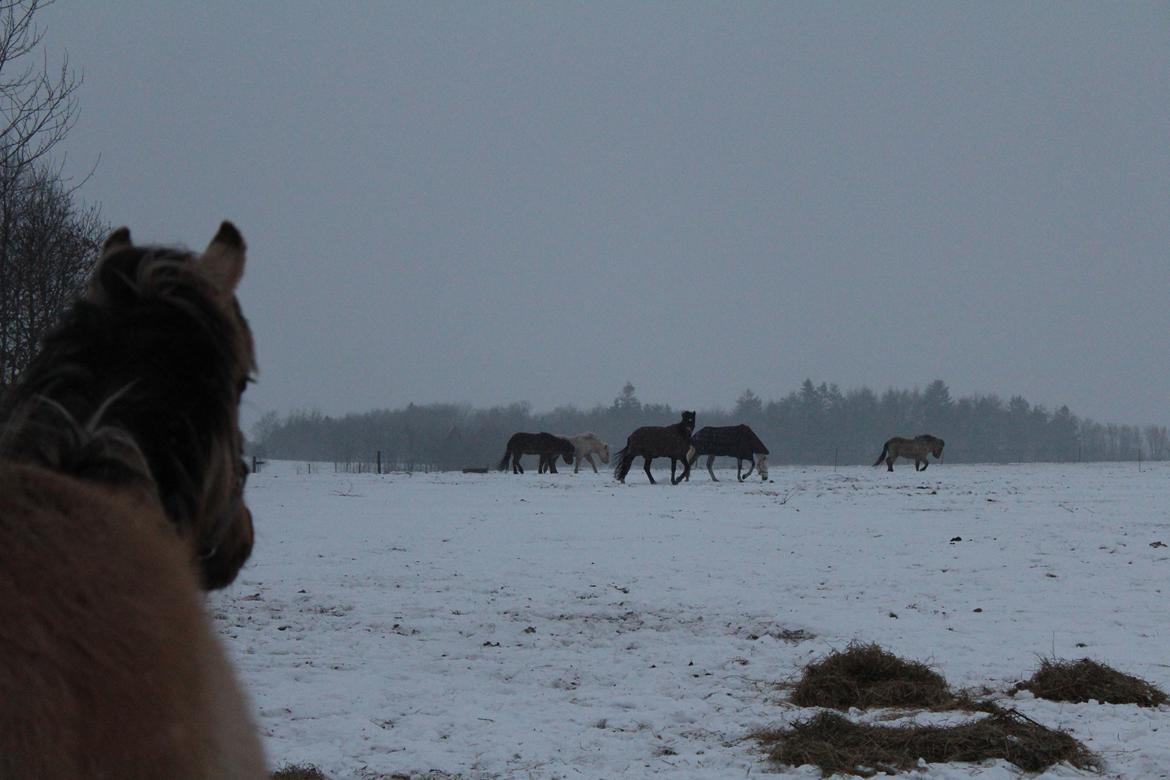 Anden særlig race El bendito R.I.P. billede 20